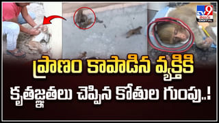 Tiger Video: మా ఊరికి పులి వచ్చింది.. మీ ఊరుకొచ్చిందా.? అదే పులి పలు చోట్ల..