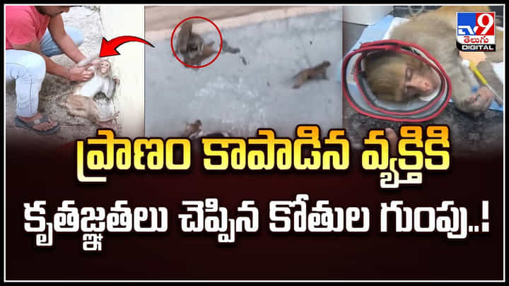 Watch: ప్రాణం కాపాడిన వ్యక్తికి కృతజ్ఞతలు చెప్పిన కోతుల గుంపు.! అదిరిపోయిన వీడియో Watch: ప్రాణం కాపాడిన వ్యక్తికి కృతజ్ఞతలు చెప్పిన కోతుల గుంపు.! అదిరిపోయిన వీడియో