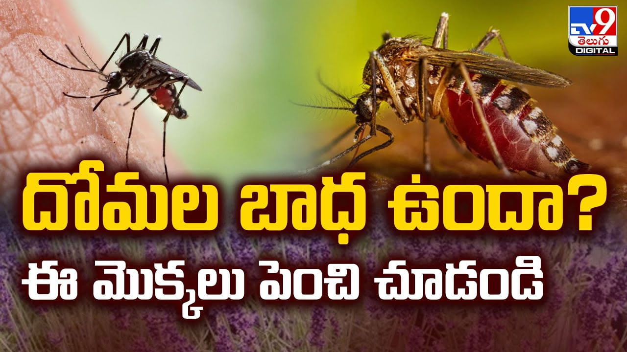 దోమల బాధ ఉందా ?? ఈ మొక్కలు పెంచి చూడండి