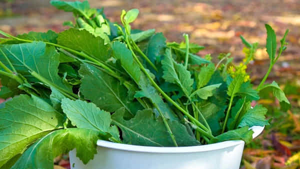 Mustard Leaves Benefits: చలికాలంలో ఈ ఆకుకూర తింటే.. ఎన్నో పోషకాలు.. మీ శరీరం ఫిట్గా ఉంటుంది.. !