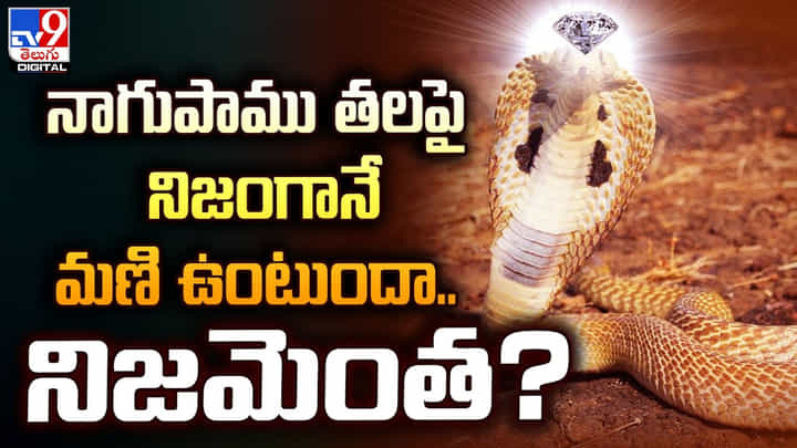 నాగుపాము తలపై నిజంగానే మణి ఉంటుందా.. నిజమెంత ?? నాగుపాము తలపై నిజంగానే మణి ఉంటుందా.. నిజమెంత ??