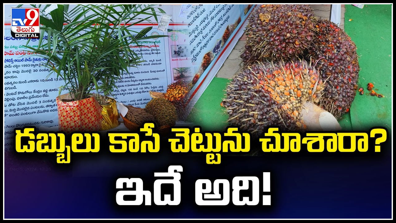 Money Plant: డబ్బులు కాసే చెట్టును చూశారా? ఇదే అది.! ఆ సాగుపై అవగాహన..