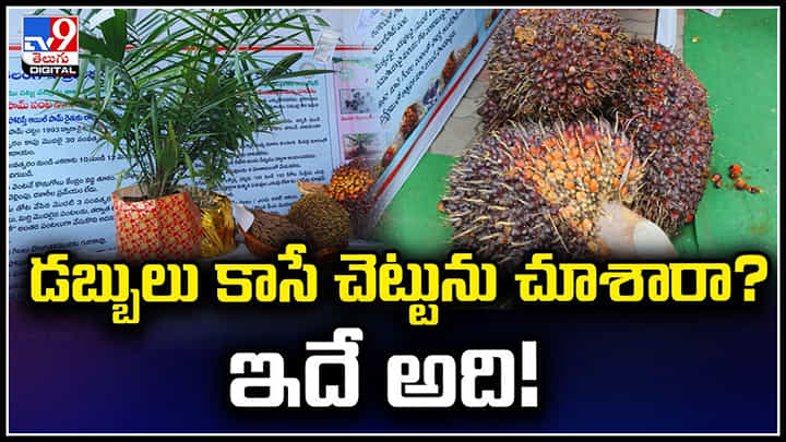 Money Plant: డబ్బులు కాసే చెట్టును చూశారా? ఇదే అది.! ఆ సాగుపై అవగాహన.. Money Plant: డబ్బులు కాసే చెట్టును చూశారా? ఇదే అది.! ఆ సాగుపై అవగాహన..