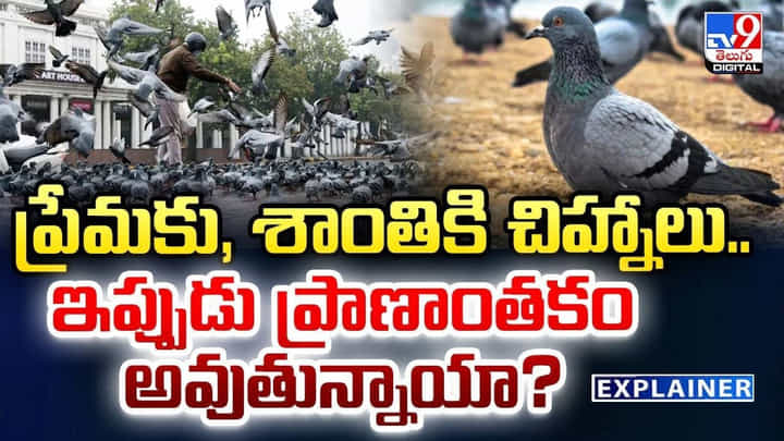 ప్రేమకు, శాంతికి చిహ్నాలు.. ఇప్పుడు ప్రాణాంతకం అవుతున్నాయా ?? ప్రేమకు, శాంతికి చిహ్నాలు.. ఇప్పుడు ప్రాణాంతకం అవుతున్నాయా ??