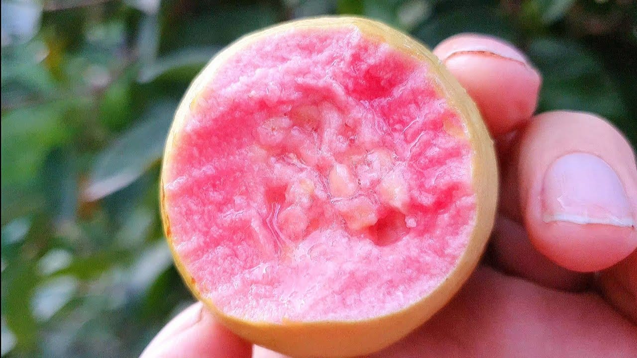 గులాబీ రంగులో ఉండే జామ తినడం వలన అధిక రక్త పోటను కంట్రోల్‌లో ఉంచుకోవచ్చు. గుండె ఆరోగ్యం మెరుగు పడుతుంది. గుండెకు సంబంధించిన సమస్యలు రాకుండా ఉంటుంది. రక్తపోటును కంట్రోల్‌లో ఉంచేందుకు హెల్ప్ చేస్తుంది.
