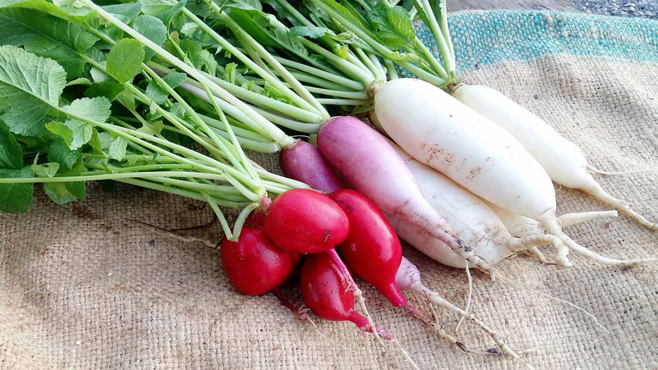 Radish in Winter: శీతాకాలంలో ముల్లంగి తినొచ్చా? నిపుణులు ఏం చెబుతున్నారంటే