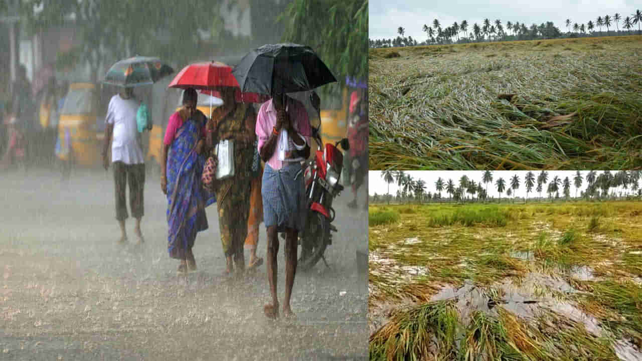 Rain Alert: బలహీనపడినా వెనక్కి తగ్గని తుపాను.. మరో మూడు రోజులపాటు వానలు! రైతుల గుండెల్లో గుబులు