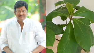 Tollywood: ఈ అమ్మాయిని గుర్తు పట్టారా? టాలీవుడ్ స్టార్ హీరోయిన్.. 41 ఏళ్లైనా చెక్కు చెదరని అందం