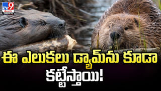 AP Rains: బంగాళాఖాతంలో అల్పపీడనం.. ఏపీలో మూడు రోజుల పాటు వర్షాలు.!