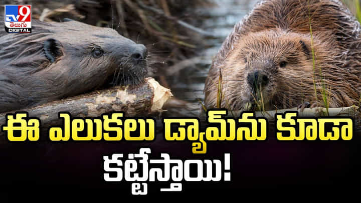 నదీ పై డ్యామ్ కట్టే ఎలుకలు !! వింతగా ఉందా ?? అయితే ఈ వీడియో ఒక లుక్ వేయండి నదీ పై డ్యామ్ కట్టే ఎలుకలు !! వింతగా ఉందా ?? అయితే ఈ వీడియో ఒక లుక్ వేయండి