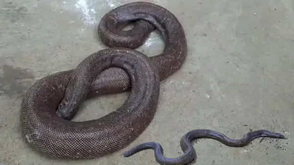 Snake: రెండు తలల పాము ఇంట్లో ఉంటే సిరిసంపదలు పొంగిపోర్లుతాయా..?