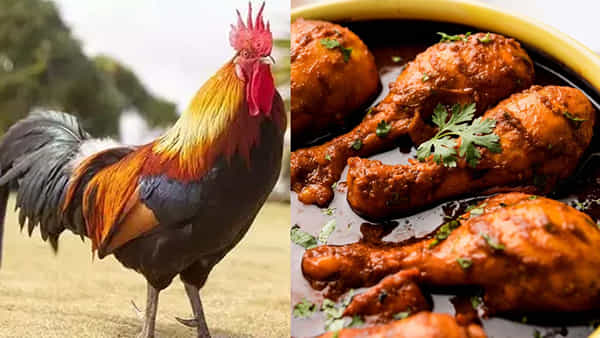 లోన్ ఇస్తానని నమ్మించి రూ.39 వేల నాటు కోళ్లు తినేసిన SBI బ్యాంకు మేనేజర్.. ఎక్కడంటే?