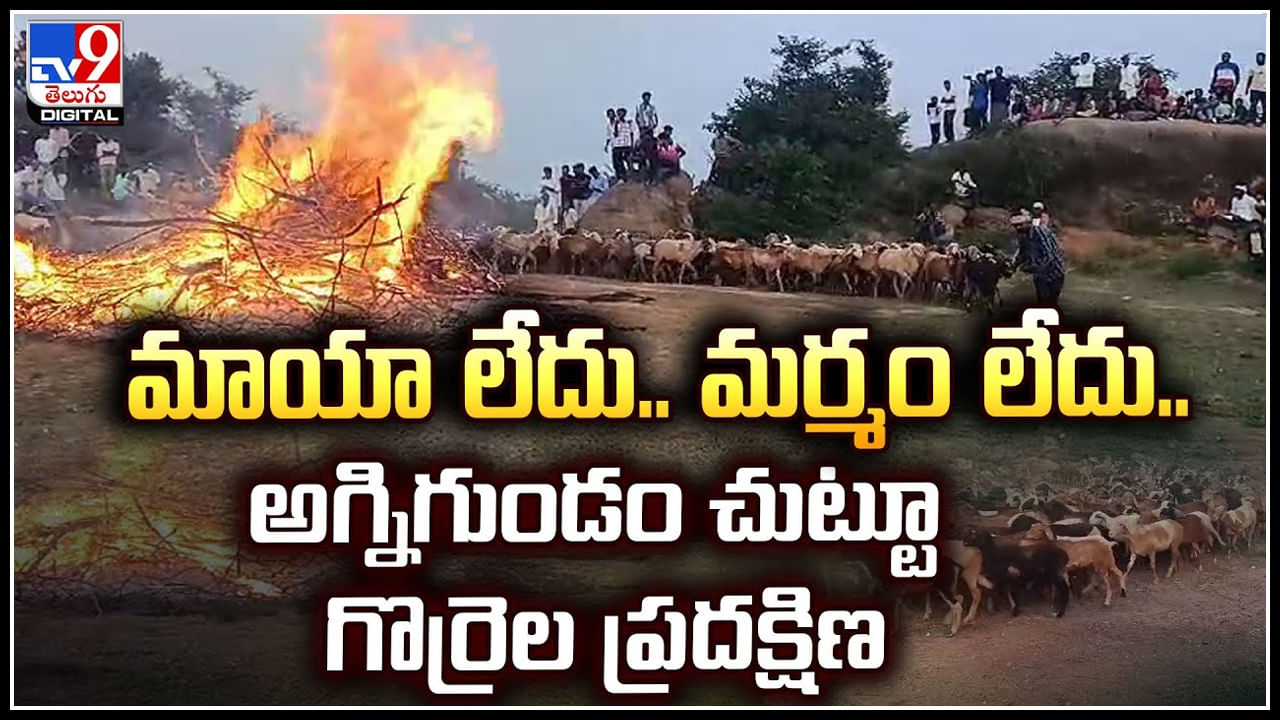 Viral: మాయా లేదు.. మర్మం లేదు.. అగ్నిగుండం చుట్టూ గొర్రెల ప్రదక్షిణ.!