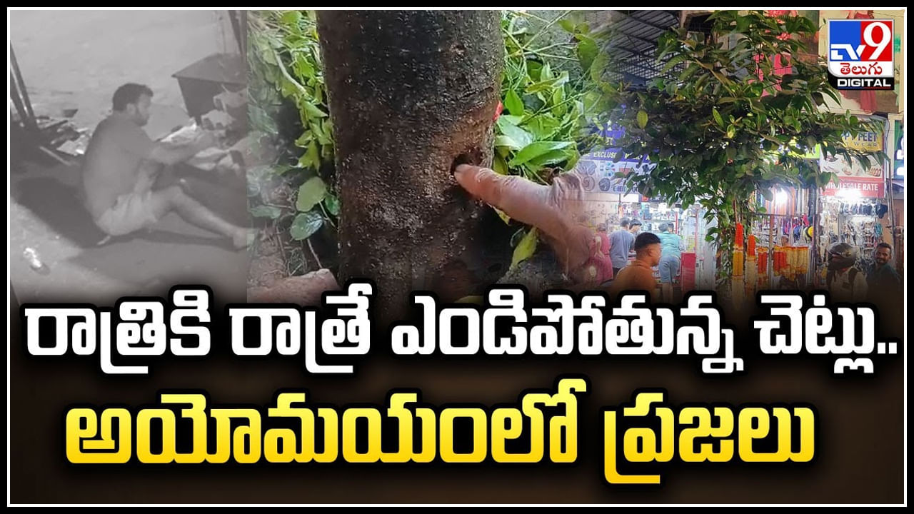 Watch: రాత్రికి రాత్రే ఎండిపోతున్న చెట్లు.. అయోమయంలో ప్రజలు.! ఏం జరిగిందంటే.?