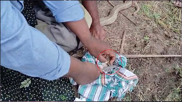 AP News: పాము తల కోసి లైవ్లో మణి తీశాడు.. వీడియో చూడండి..