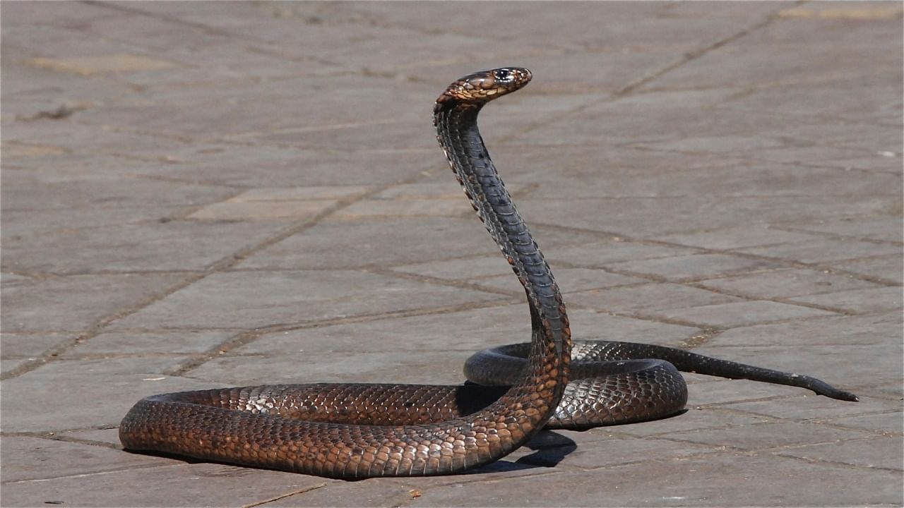 Snakes: పాములు ఇంట్లోకి రాకుండా ఉండాలంటే ఏం చేయాలి?