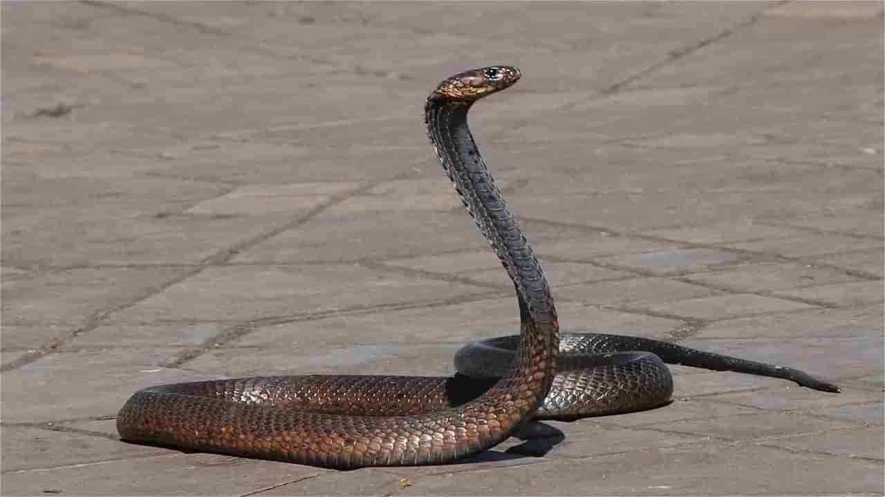 Snake: కోర్టు హాల్‌లో ప్రత్యక్షమైన పాము.. గంట పాటు ఆగిన కార్యకలాపాలు