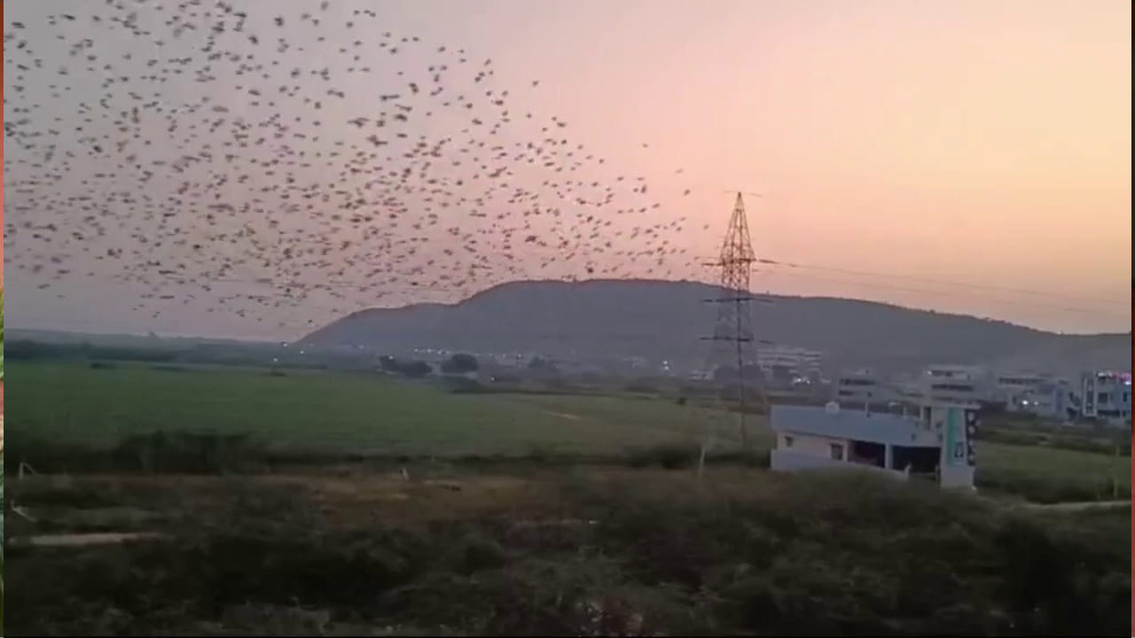 సాంకేతిక పరిజ్ఞానం పెరిగిన రేడియేషన్ వల్ల పక్షులు అంతరించిపోతుంటే ఇంత మొత్తంలో పక్షులు ఒక్కసారిగా కనిపించడంతో స్థానిక ప్రజలు ఆనందం వ్యక్తం చేస్తున్నారు. పిచ్చుక జాతికి చెందిన ఈ పక్షులు ప్రస్తుతం అతి తక్కువగా ప్రజలకు కనిపిస్తున్నాయని పక్షి ప్రేమికులు అంటున్నారు.