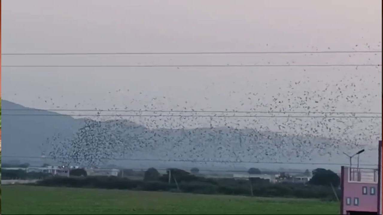 ప్రకాశంజిల్లా గిద్దలూరు సమీపంలో పక్షుల విన్యాసాలు అందర్నీ ఆశ్చర్యపరిచాయి. అకస్మాత్తుగా ఎక్కడి నుంచి వచ్చిందో తెలియదు కానీ పక్షుల గుంపు చిత్రవిచిత్ర విన్యాసాలు చేసింది. దాదాపు గంటకు పైగా పక్షులు ఈ విధంగా విన్యాసాలు చేయడంతో స్థానిక ప్రజలు ఆసక్తిగా తిలకించారు. గతంలో ఎప్పుడూ కూడా ఇలాంటి పక్షి విన్యాసాలు చూడలేదని స్థానిక ప్రజలు అంటున్నారు.