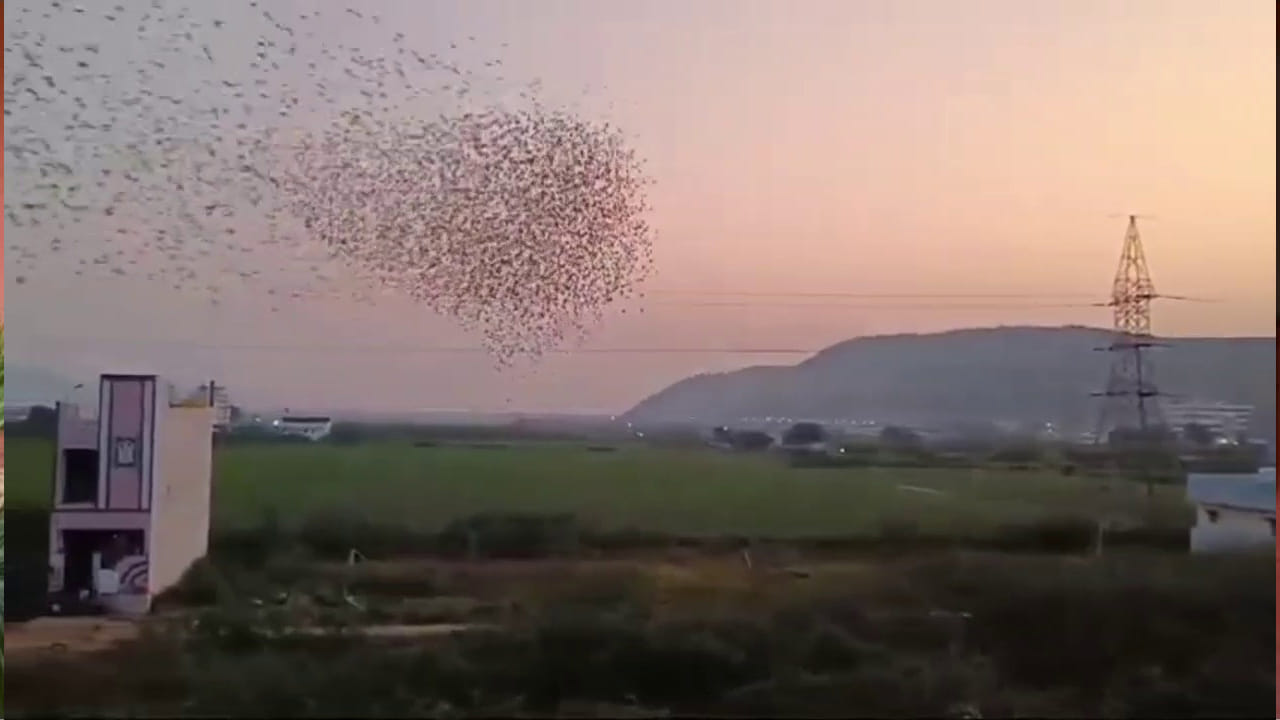 ఆటలాడుతున్నాయా, అన్నట్టుగా అల్లిబిల్లి ఎగురుతూ సందడి చేశాయి. బంగాళాఖాతంలో ఏర్పడిన అల్పపీడనం కారణంగా మూడురోజులుగా ముసురుపట్టి వాతావరణం చల్లగా ఉండటంతో పులకించిన పిచ్చుకలు ఈ విధంగా ఆనంద తాండవం చేసినట్టుగా కనిపించింది.