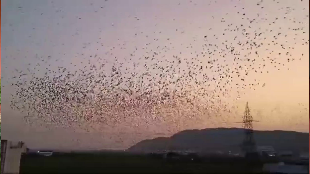 అయితే ప్రస్తుతం ఆ దృశ్యాలు కనుమరుగయ్యాయి. సాంకేతిక పరిజ్ఞానం వీటి మనుగడకు శాపంగా మారింది. సెల్‌ తరంగాల రేడియేషన్‌, కాలుష్యం కారణంగా పిచ్చుకల మనుగడ ప్రశ్నార్ధకంగా మారుతోంది. ఇలాంటి పరిస్థితుల్లో ఒకటి కాదు రెండు కాడు ఏకంగా వందల సంఖ్యలో పిచ్చుకలు ఆకాశంలో విన్యాశాలు చేస్తూ కనువిందు చేశాయి. 