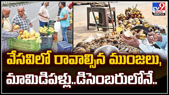 వేసవిలో రావాల్సిన ముంజలు, మామిడిపళ్లు.. డిసెంబరులోనే.! వీడియో.. వేసవిలో రావాల్సిన ముంజలు, మామిడిపళ్లు.. డిసెంబరులోనే.! వీడియో..
