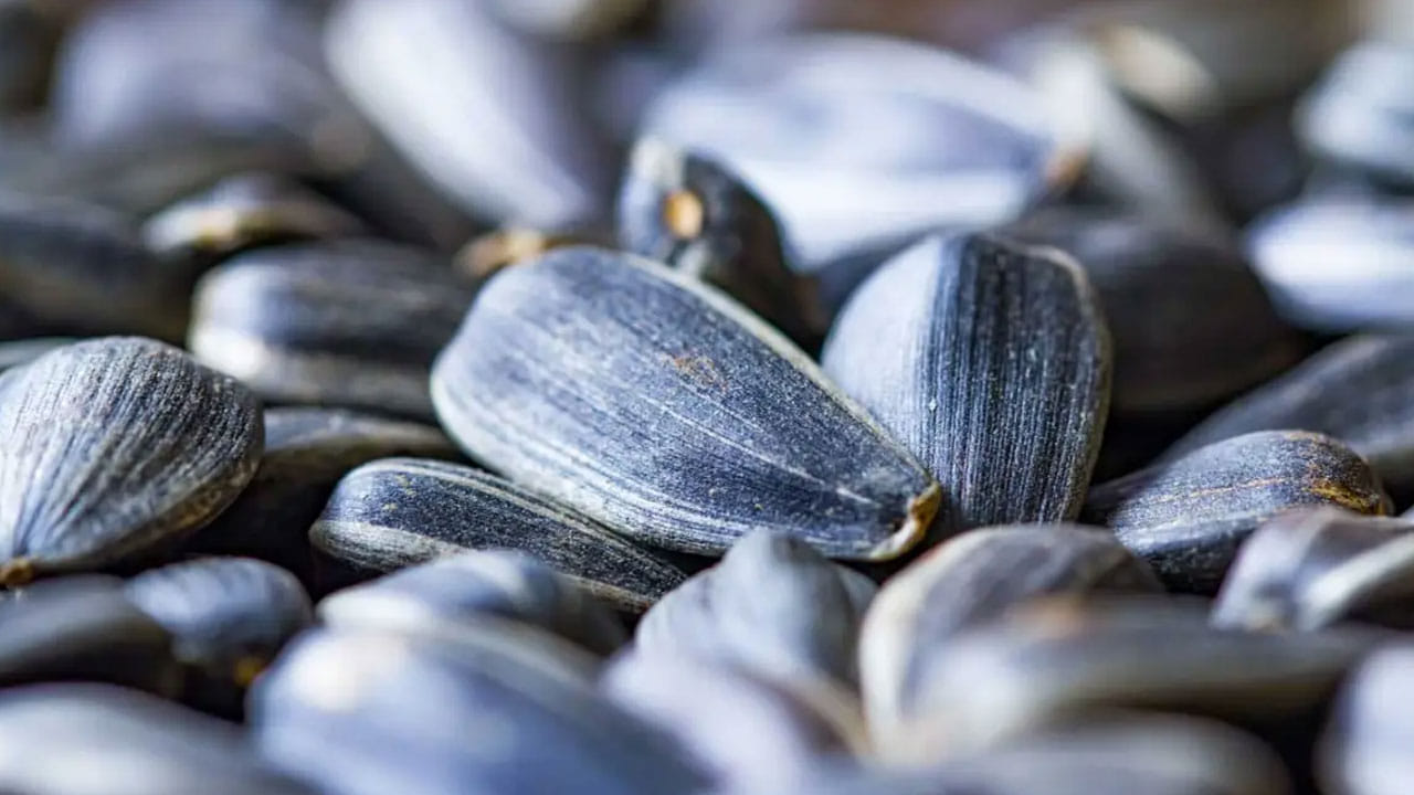 పొద్దుతిరుగుడు విత్తనాలను తినడం వల్ల జీవక్రియ రేటు పెరుగుతుంది. వాటిలో మెగ్నీషియం కూడా పుష్కలంగా ఉంటుంది. అటువంటి పరిస్థితిలో సన్‌ఫ్లవర్‌ సీడ్స్‌ రెగ్యులర్ వినియోగం బరువు తగ్గడానికి, స్థూలకాయాన్ని అదుపులోకి తీసుకురావడానికి సహాయపడుతుంది. 