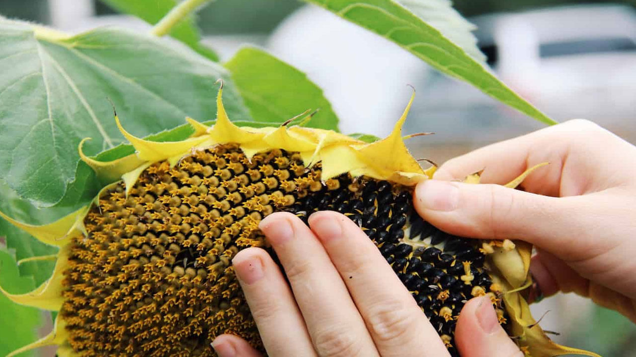 Sunflower Seeds