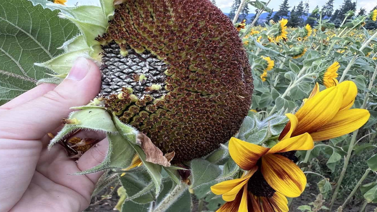 Sunflower Seeds