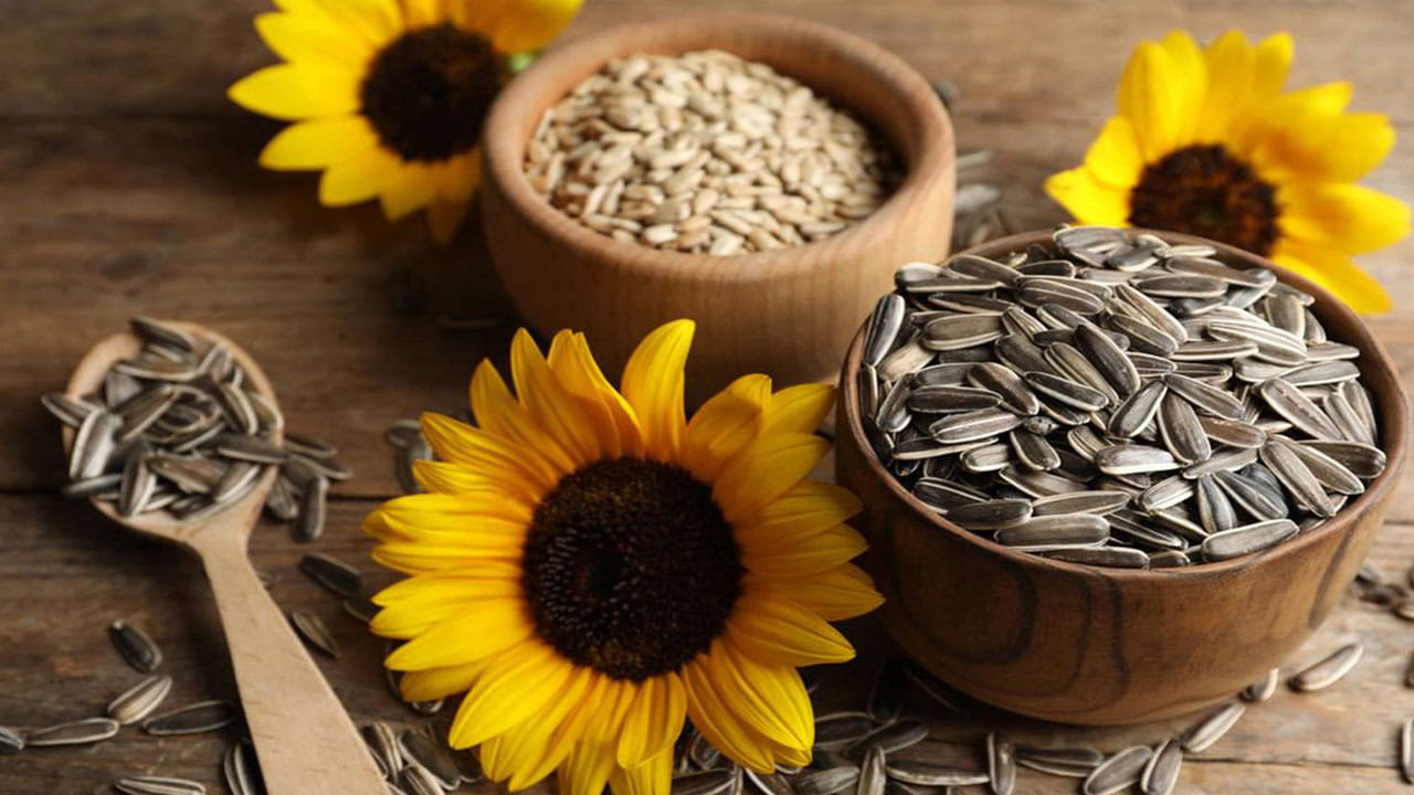 పొద్దుతిరుగుడు విత్తనాలు ఒత్తిడి, మైగ్రేన్లు వంటి సమస్యల నుండి ఉపశమనాన్ని అందిస్తాయి. ఇది మెదడును ప్రశాంతపరచడంలో ప్రభావవంతంగా ఉంటుంది. ఈ విత్తనాలు రక్తపోటును క్రమం తప్పకుండా ఉంచడంలో కూడా ముఖ్యమైన పాత్ర పోషిస్తాయి. అధిక రక్తపోటు ఉన్నవారు పొద్దుతిరుగుడు విత్తనాలను క్రమం తప్పకుండా తీసుకోవడం ద్వారా వారి రక్తపోటును నియంత్రించవచ్చు.