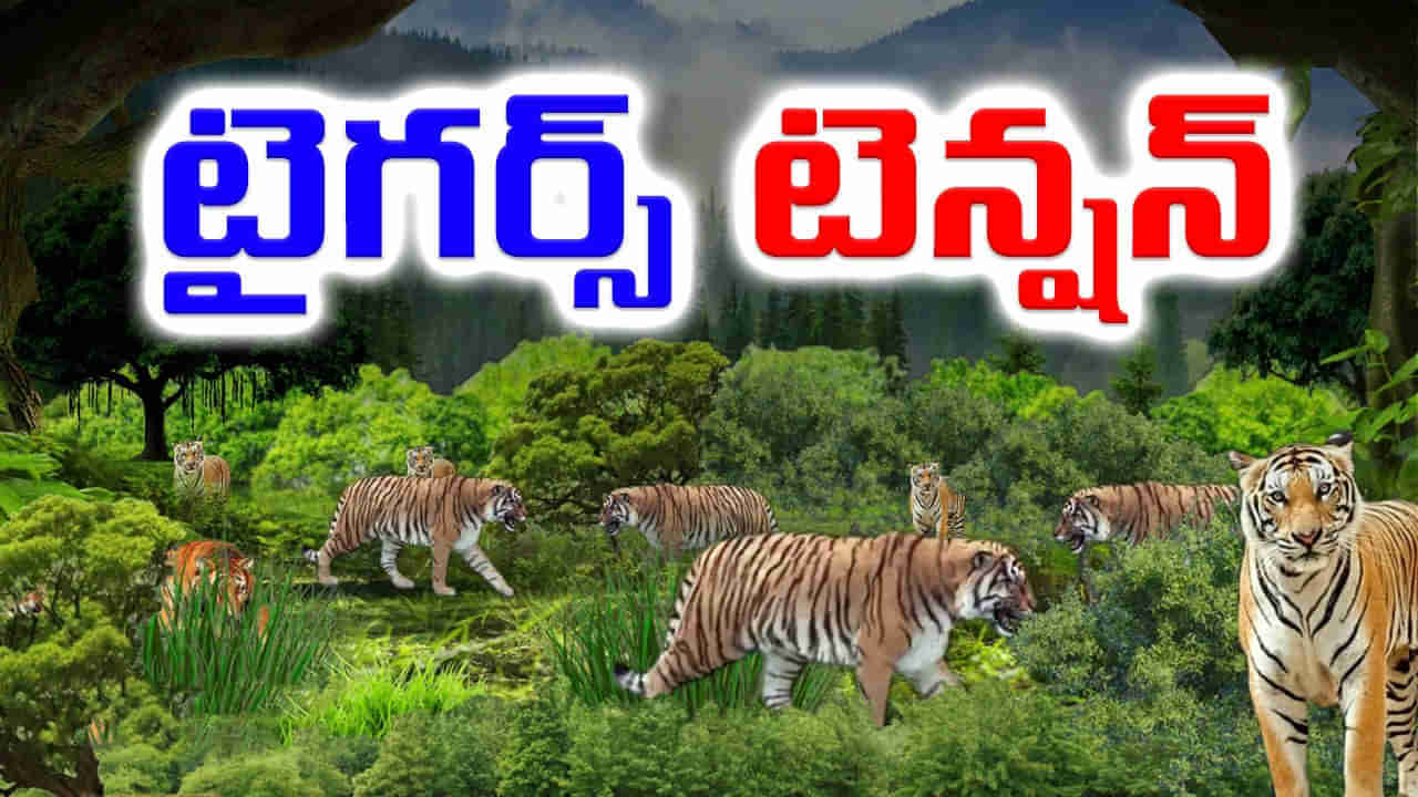 Tigers Tension: అమ్మబాబోయ్.. 1 కాదు.. 2 కాదు.. 11 పులులు వచ్చాయ్.. ఆ ప్రాంతంలో గజ గజ..