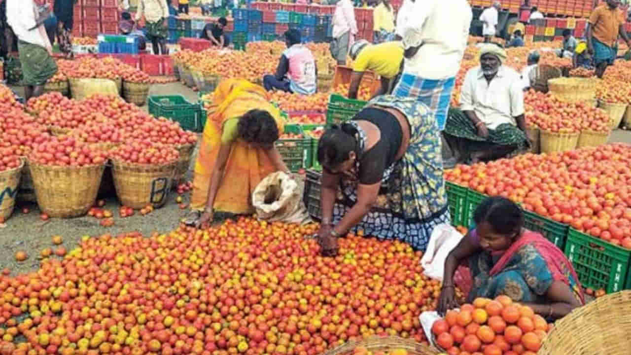 Tomato Price Drop Down: నేల చూపు చూస్తోన్న టమాటా ధర.. కప్పు టీ ధర కంటే కిలో టమాటా ధర తక్కువ..