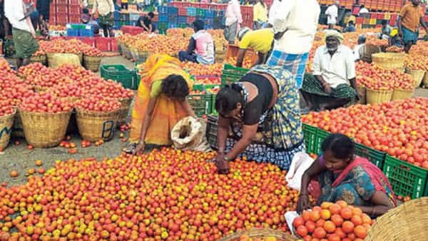 Tomato Price Drop Down: నేల చూపు చూస్తోన్న టమాటా ధర.. కప్పు టీ ధర కంటే కిలో టమాటా ధర తక్కువ..