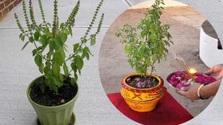 Spinach and Tomato: పాలకూర – టమాటా కలిపి తింటే ఇన్ని సమస్యలా..