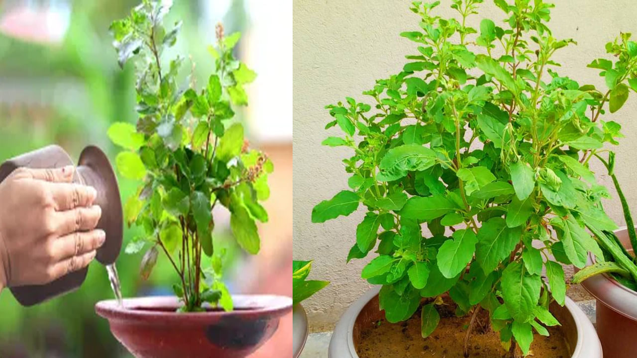 Tulsi Puja Tips: తులసి మొక్కను తాకడం, తులసి దళాలు కోయడానికి నియమాలున్నాయి.. అతిక్రమిస్తే ఆర్ధిక ఇబ్బందులు తప్పవు..