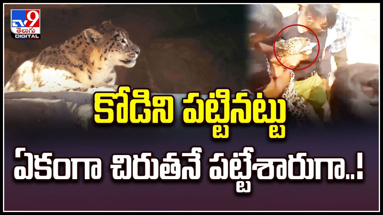 Watch: కోడిని పట్టినట్టు ఏకంగా చిరుతనే పట్టేశారుగా.! వీడియో వైరల్..