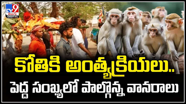 Monkey: కోతికి అంత్యక్రియలు..పెద్ద సంఖ్యలో పాల్గొన్న వానరాలు.! Monkey: కోతికి అంత్యక్రియలు..పెద్ద సంఖ్యలో పాల్గొన్న వానరాలు.!