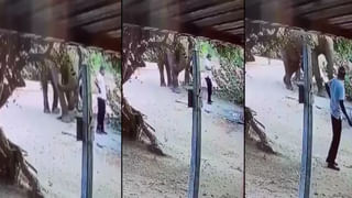 Viral Video: గుడికెళ్లి జగన్నాధుడి ముందు వంగి ప్రార్ధించిన కోడి.. ఈ వింత వీడియో చూశారా?