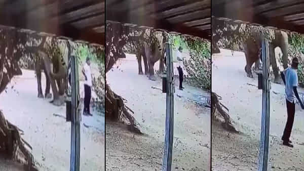 Viral Video: ప్లీజ్ జర పక్కకు జరగండి.. ఈ గజరాజు వినమ్రతకు ఫిదా అవ్వాల్సిందే