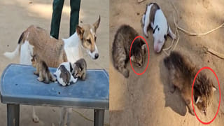 Watch: బాబోయ్‌ బటర్‌ టీ.. మా ఎమోషన్స్‌తో ఆడుకోవద్దు అంటున్న నెటిజన్లు..! వీడియో వైరల్‌