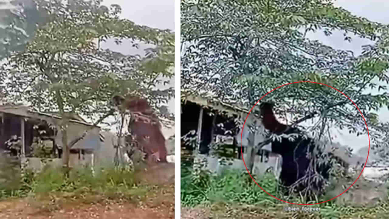 Viral Video: అయ్‌బాబోయ్‌.. ఎంత పే..ద్ద వింత ఆకారం.. చూస్తే గుండెల్లో గుబులు