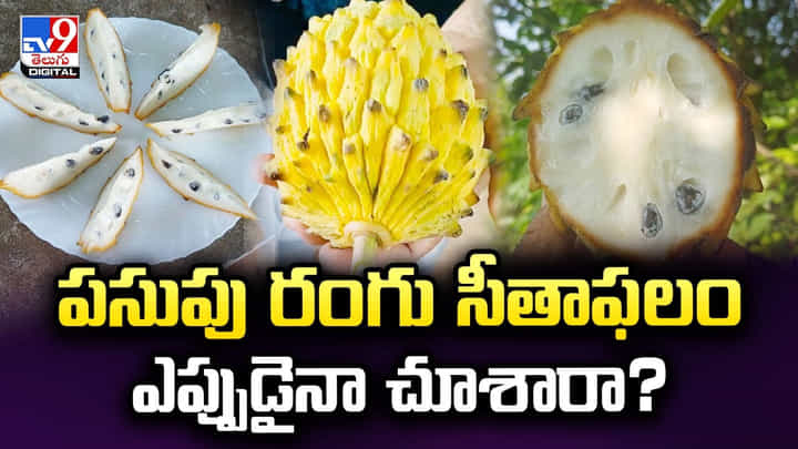పసుపు రంగు సీతాఫలం ఎప్పుడైనా చూశారా ?? పసుపు రంగు సీతాఫలం ఎప్పుడైనా చూశారా ??