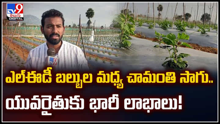 ఎల్ఈడీ బల్బుల మధ్య చామంతి సాగు.. యువరైతుకు భారీ లాభాలు.! ఎల్ఈడీ బల్బుల మధ్య చామంతి సాగు.. యువరైతుకు భారీ లాభాలు.!