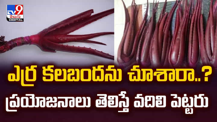 ఎర్ర కలబందను చూశారా..?ప్రయోజనాలు తెలిస్తే వదిలి పెట్టరు! ఎర్ర కలబందను చూశారా..?ప్రయోజనాలు తెలిస్తే వదిలి పెట్టరు!