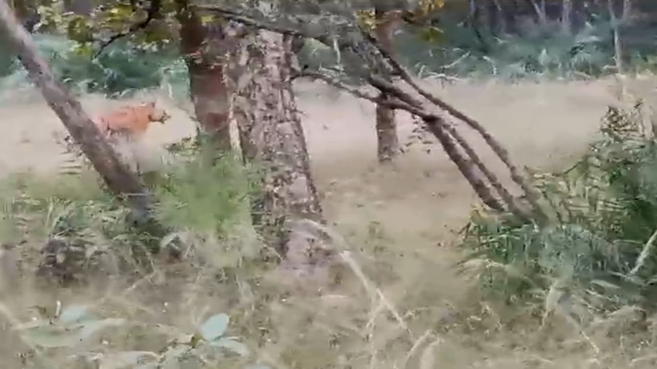 Watch: నల్లమల సఫారీ రైడ్ లో పెద్దపులి ప్రత్యక్షం.. సెల్‌ఫోన్లలో బంధించిన పర్యాటకులు