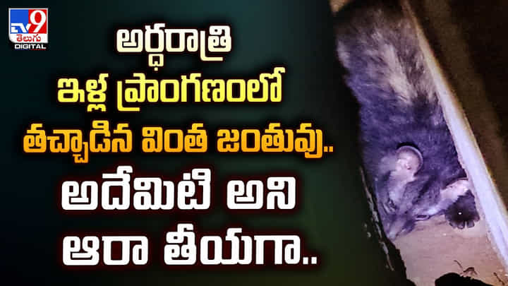 అర్ధరాత్రి ఇళ్ల ప్రాంగణంలో తచ్చాడిన వింత జంతువు.. అదేమిటి అని ఆరా తీయగా అర్ధరాత్రి ఇళ్ల ప్రాంగణంలో తచ్చాడిన వింత జంతువు.. అదేమిటి అని ఆరా తీయగా