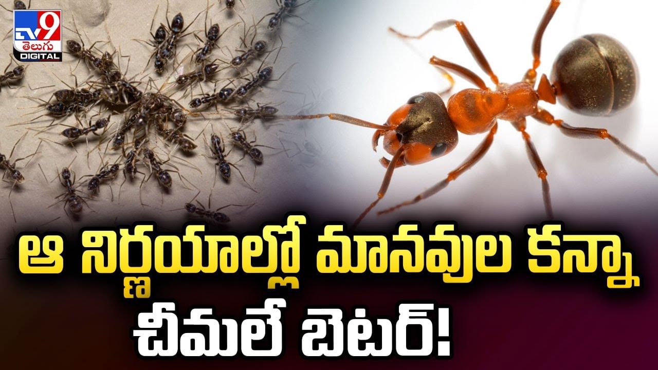 ఆ నిర్ణయాల్లో మానవుల కన్నా చీమలే బెటర్ !​!