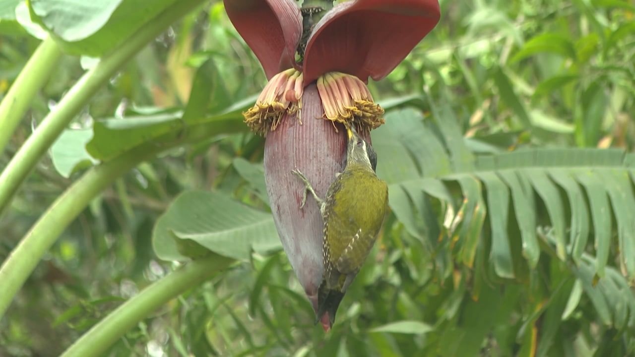 Banana Flower: అరటి పువ్వుతో డ్రింక్.. ఎన్నో వ్యాధుల్ని నయం చేయవచ్చు..