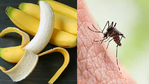 Mosquitoes: ఇంటి నుంచి దోమల్ని తరిమికొట్టాలంటే.. అరటి పండుతో ఇలా చేస్తే చాలు.. పరార్