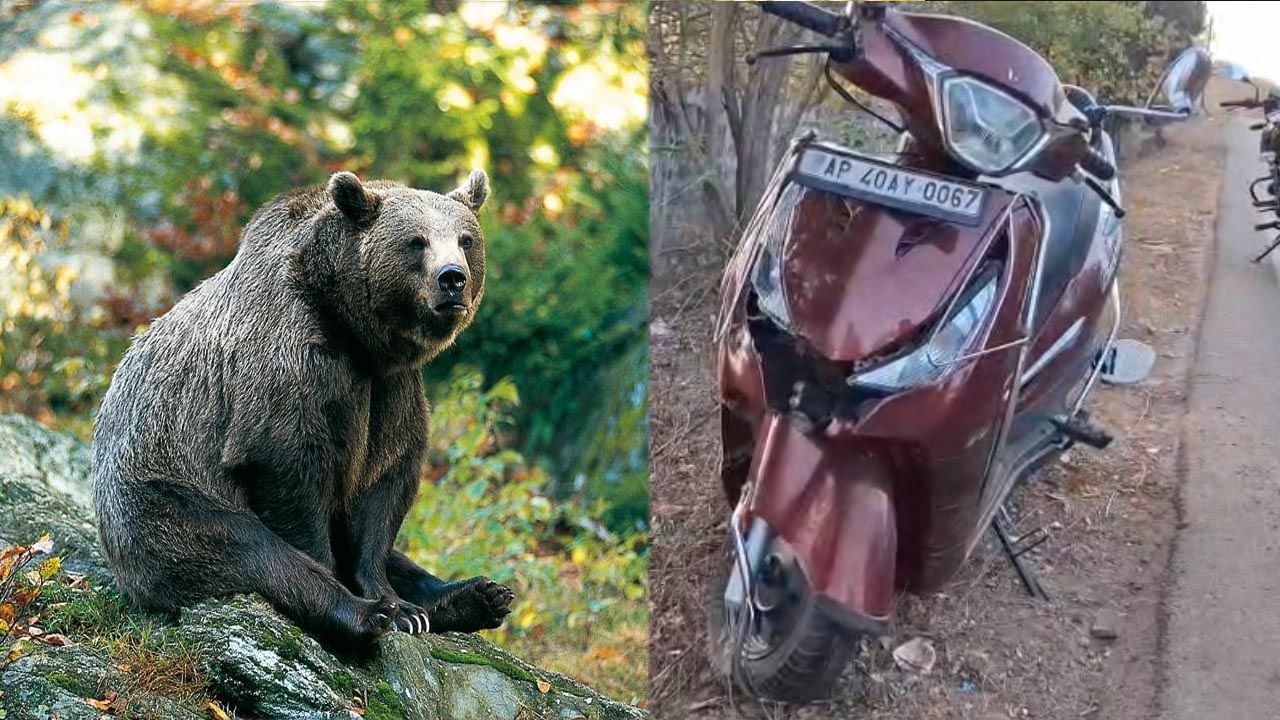 శ్రీశైల మలన్న దర్శనానికి వెళ్తున్న యువకులపై ఎలుగుబంటు దాడి.. ఒకరికి సీరియస్!